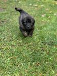 Leonberger valpar