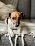 Jack Russel tik 