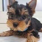 Yorkshireterrier valp! Renrasig !