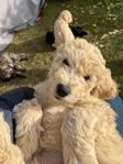 Labradoodlevalp