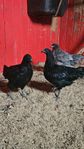 Ayam cemani unghöns