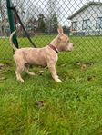 american bully pocket 