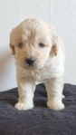 goldendoodle valp