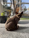 Devon rex katt