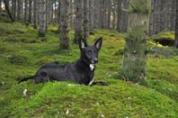 Canaan dog