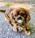 Cavalier King Charles Spaniel hanar utlånas avel