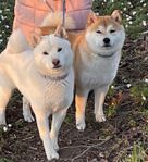 shiba inu valp