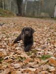 chokladbrun labradorvalp 