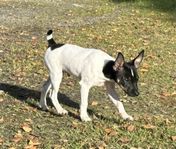 Tenterfield Terrier 