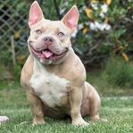 American Bully Tik 