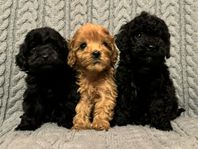 Supergoa Cavapoo valpar