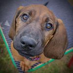 Hannoveransk viltspårhund (Hanoverian Mountain Hound)