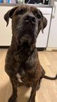 SE HIT - Cane corso tik söker tillfälligt hem