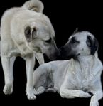 Kangal valpar 