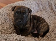 staffordshire bullterrier 