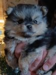 Pomeranian / Chihuahua