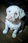 multigeneration Labradoodle 