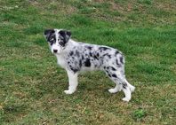 Australian Shepherd