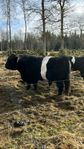 Belted Galloway