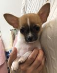 Liten Chihuahua kille SKK registrerad