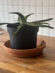 Äkta aloe vera växt