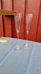 champagne glas 12st