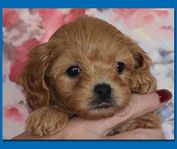 Cavapoo hanvalp