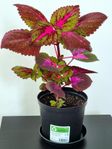 En Vacker China Rose Palettblad Planta 40cm