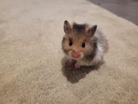 Guldhamster ungar 