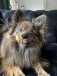 Omplacering av Finn (pomeranian/papillon)