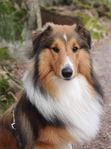 Shetland sheepdog hane 1,7 år (Renrasig)