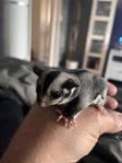 Sugargliders 