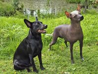 Xoloitzcuintle-valpar!