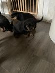 SKK Registrerade Rottweiler valpar 