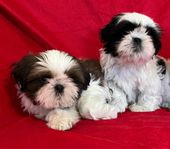 Shih-tzu. SKK-reg. valpar flyttklara 20/12 