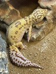 Leopardgecko hona