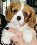 King Charles cavalier spaniel valp 