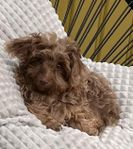 Yorkiepoo valp