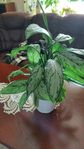 Aglaonema Silverkalla