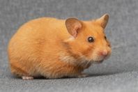 Guldhamsterhona