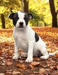 Staffordshire bullterrier valp (tik) SKK Stamtavla