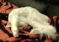 Snow (Maine Coon) vill bo utan ungkatter