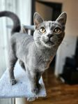 Russian Blue Kattunge