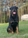 3 yeaes old male rottweiler 