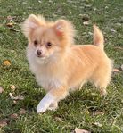 Pomchi, Pomchivalp, Pomeranian, Chihuahua 