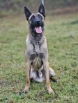 Belgisk Vallhund-Malinois