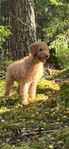 Labradoodle F1b Leveransklara 