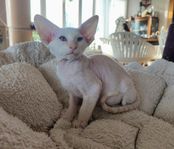 Peterbald hankattunge (registrerad raskatt)