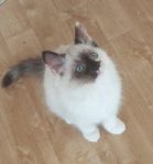 Kattunge hona Helig Birma/Ragdoll 