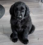 Flatcoated Retriever valpar